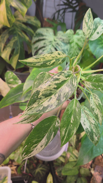 Philodendron Emerald Ice - Medium