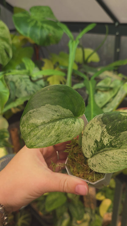Scindapsus Jade Satin Marble Queen