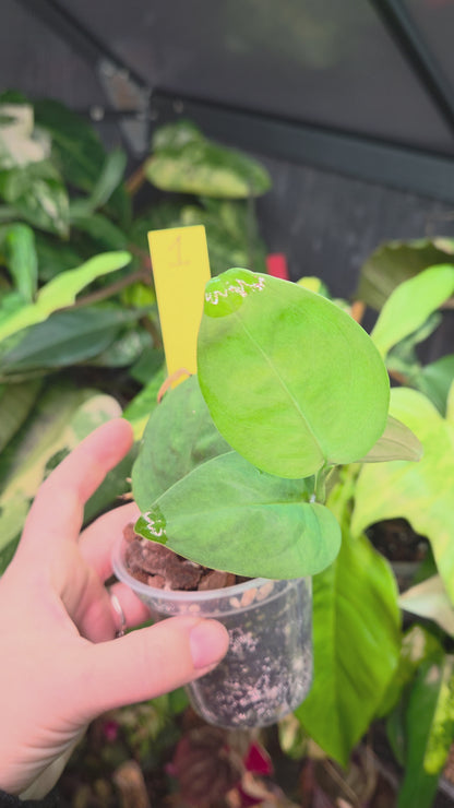 Monstera Sp.Velvet (peru)