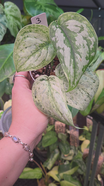 Scindapsus Peasun