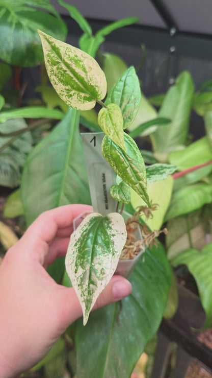 Piper Macropiper Variegata