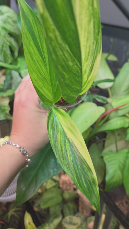 Epipremnum Amplissimum Aurea