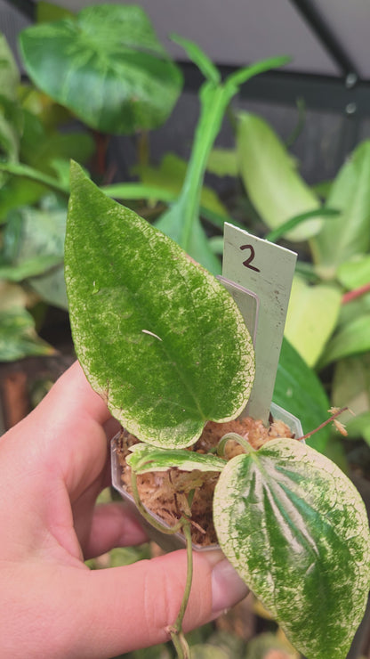Piper Macropiper Variegata