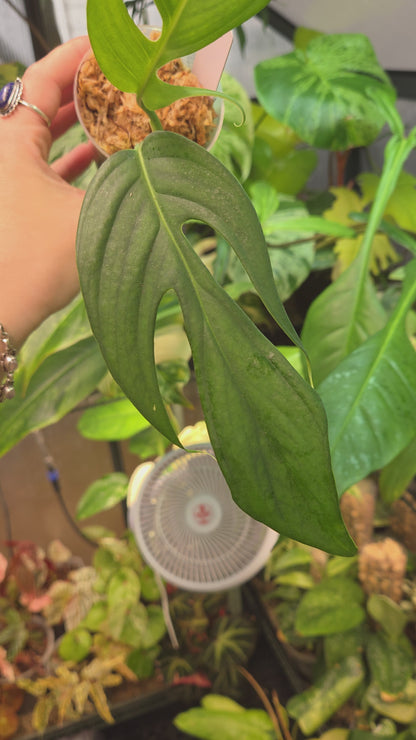 Monstera Croatii