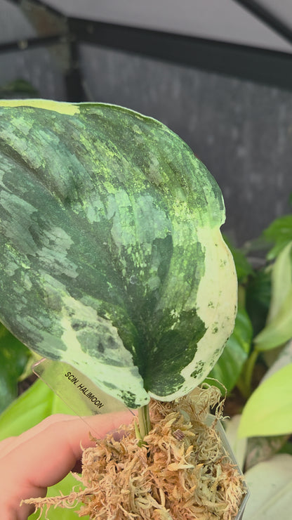 Scindapsus Halimoon Small