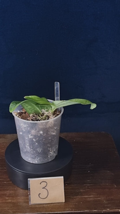 Rhaphidophora Korthalsii