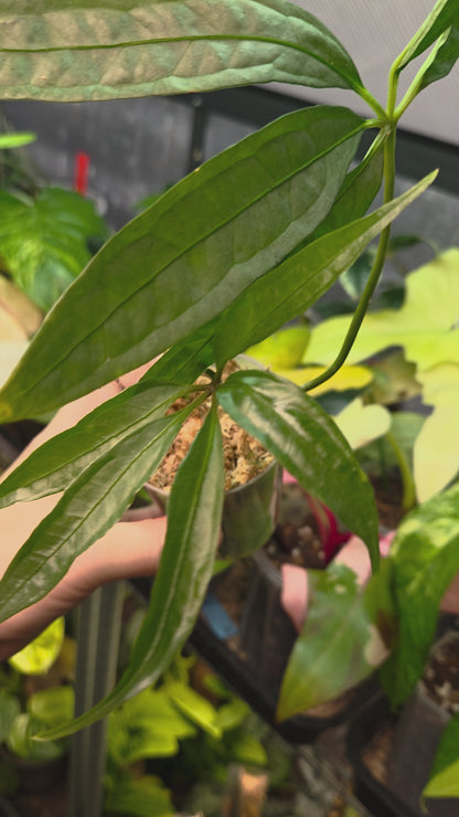 Anthurium Polyschistum x NOID