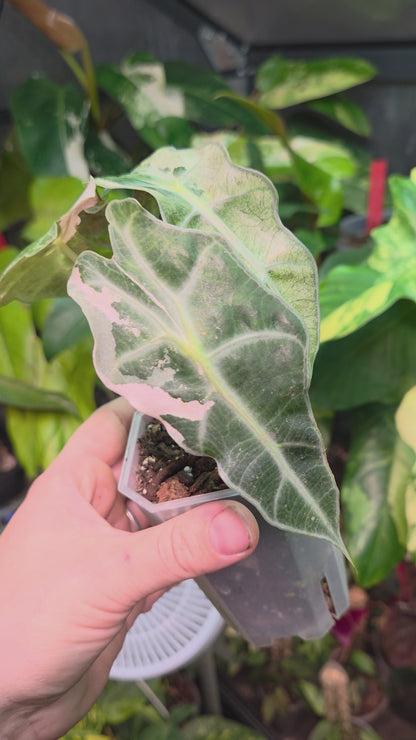 Alocasia Polly Pink