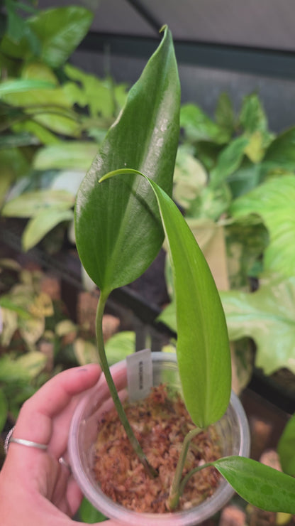 Monstera Burle Marx Flame