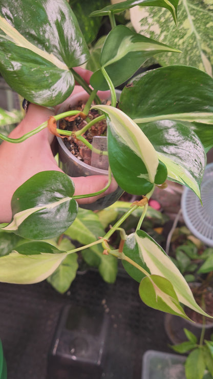 Philodendron Cream Splash