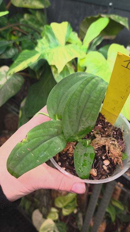 Rhaphidophora Korthalsii