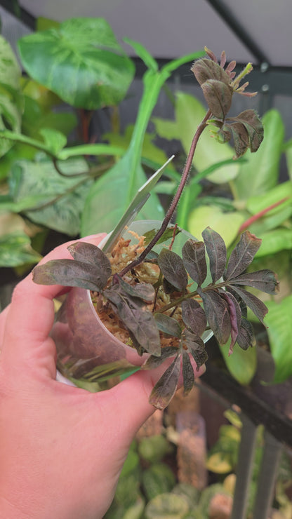 Solanum Uleanum