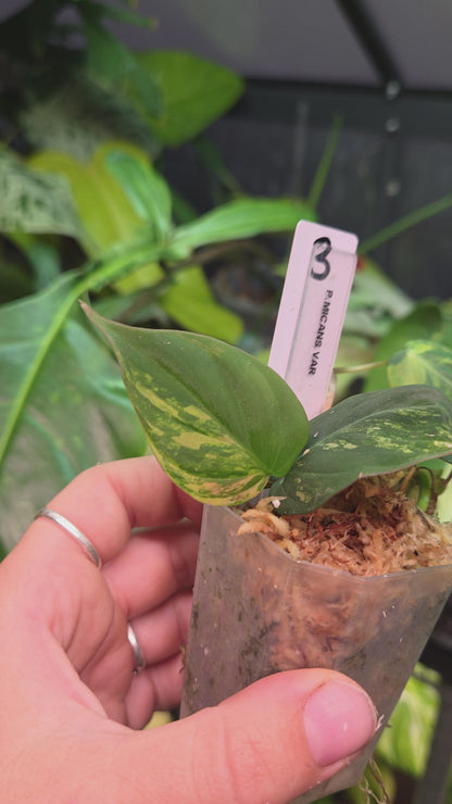 Philodendron Micans Variegata