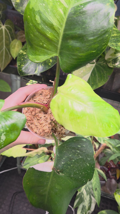 Philodendron White Princes Tricolor Lime/ Fresh Aurea
