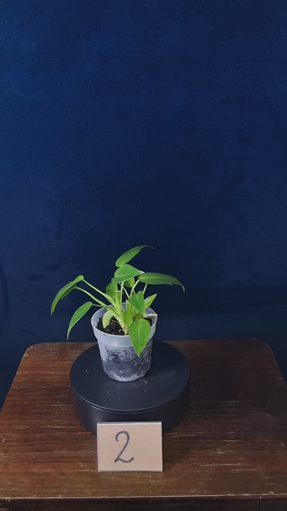 Philodendron Corovadensis