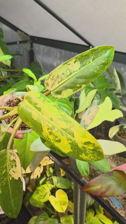 Philodendron Whipple Way Marble/Mint Big