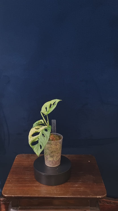Monstera Adansonii Aurea