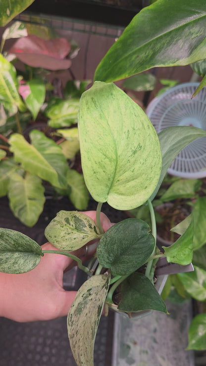 Scindapsus Jade Satin Marble Queen - Large