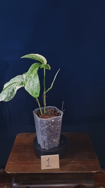 Amydrium Medium Variegata