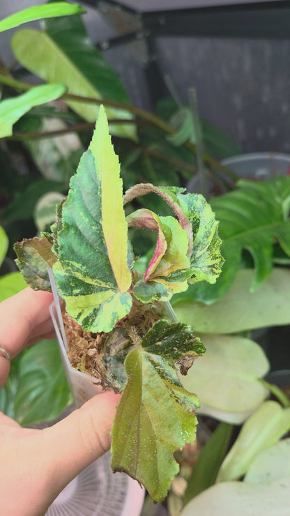 BegonIa Ginny Galaxy