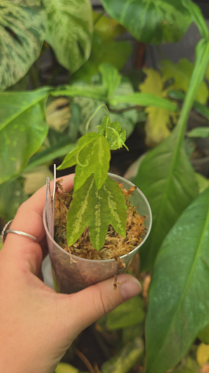 Passiflora Trifasciata