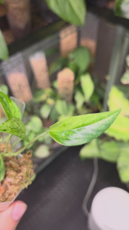 Epipremnum Cebu Blue Mint