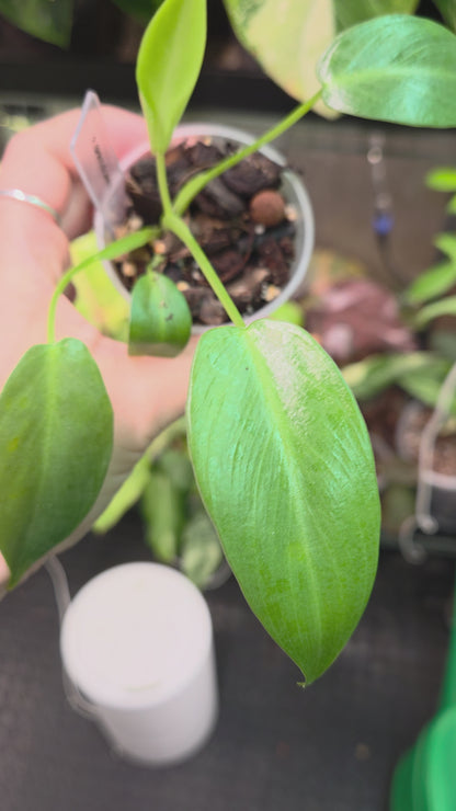Philodendron Spiritus Sancti