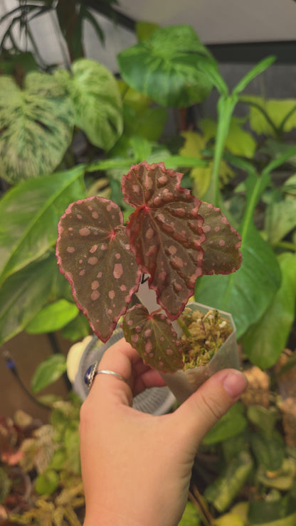Begonia Negrosensis x Chloristicta