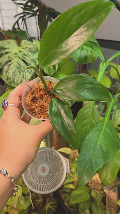 Monstera Adansonii SSP. Klotzschiana