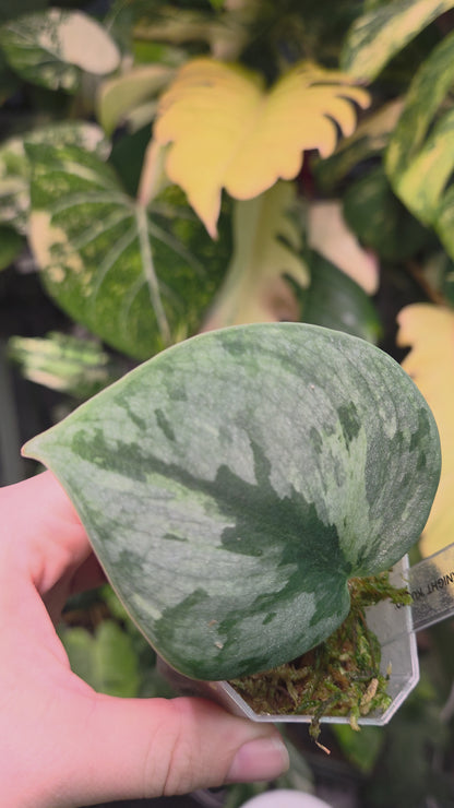 Scindapsus Silver Knight 'Kunzo'