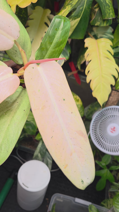Philodendron Whipple Way Mottled