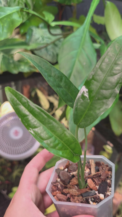 Monstera Obliqua Yasuni