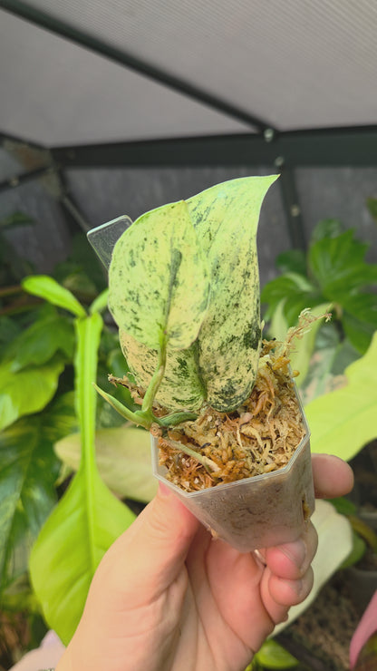 Scindapsus Jade Satin Marble Queen Small