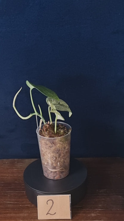 Scindapsus Jade Satin Marble Queen