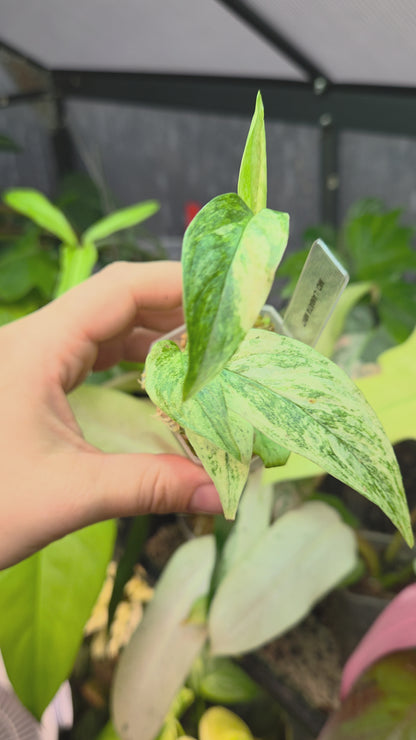 Monstera Laniata Mint