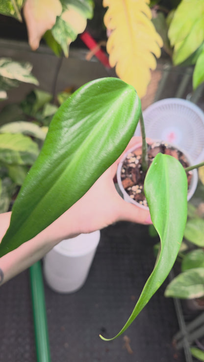 Monstera Burle Marx Flame