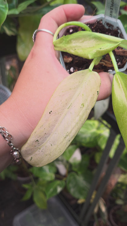 Philodendron Whipple Way Mottled