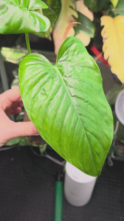 Phildendron Ernestii