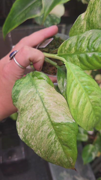 Rhaphidophora Indo. Variegata