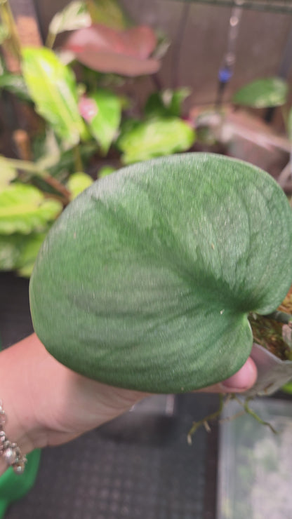 Scindapsus Silver Knight (Variegata) 'Kunzo'