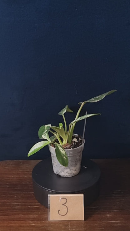 Philodendron Emerald Ice Small