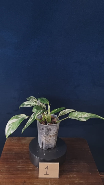 Philodendron Emerald Ice Medium