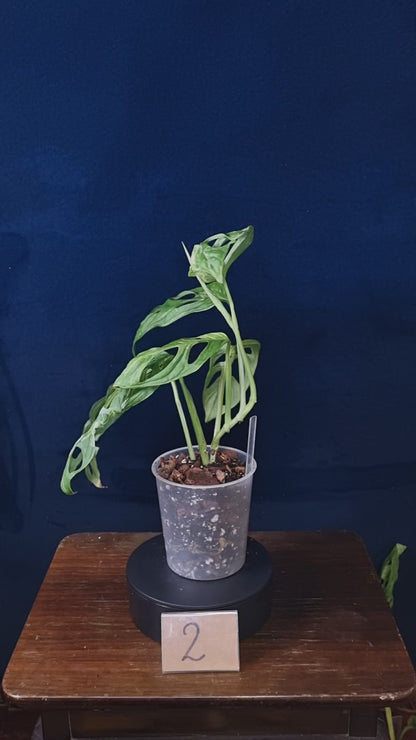 Monstera Adansonii Indonesian Marble