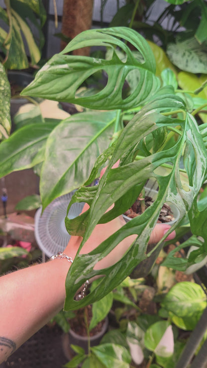 Monstera Adansonii Indonesian Marble