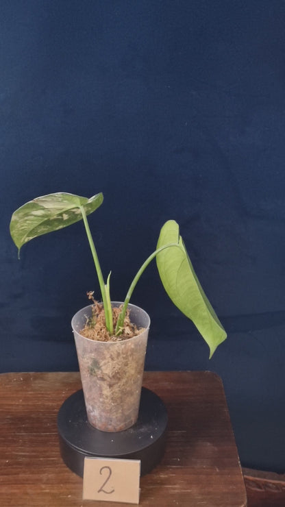 Syngonium Chiapense Variegata