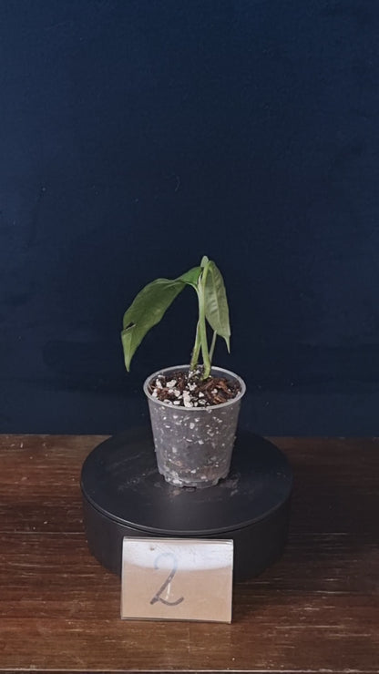 Monstera Obliqua Yasuni