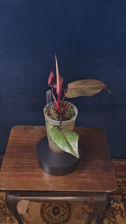 Philodendron Orange Princess