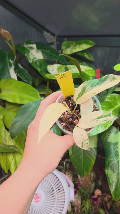 Epipremnum Pinnatum Cebu Blue Variegata