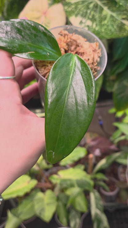 Monstera Adansonii SPP. Klotzschiana Narrow