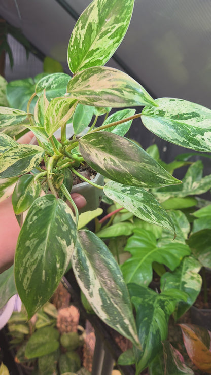 Philodendron Emerald Ice - Medium